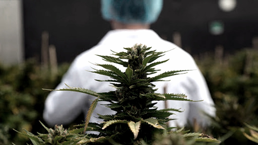 Chubut cuenta desde fines del año pasado con una ley que establece el "Programa de cultivo y producción de Cannabis para fines científicos, medicinales y/o terapéuticos".