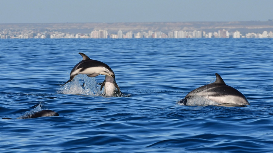 A este espectculo natural se suman las aves marinas que suelen aprovechar esa concentracin de peces para alimentarse Foto Maxi Jonas