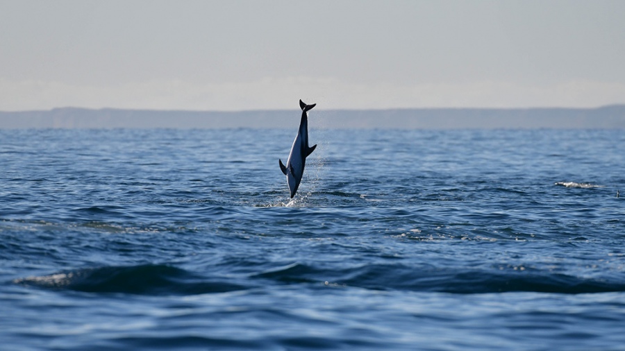 La especie est presente durante todo el ao pero es ms fcil de ubicar entre septiembre y fines de febrero Foto Maxi Jonas