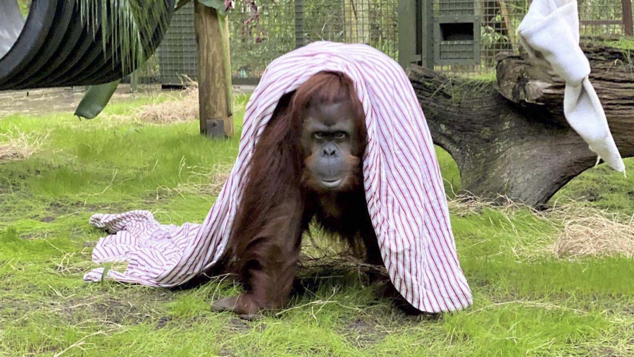 Sandra pas 20 aos en el exzoolgico de Buenos Aires hasta que en un fallo sin precedentes la consider un ser sintiente